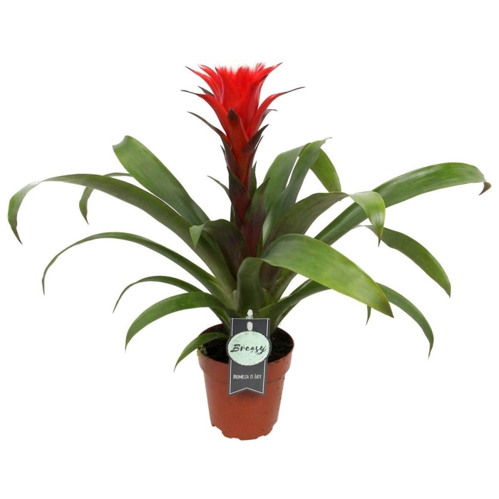 Гузмания вриезия