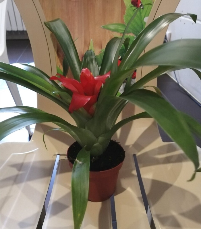 Гузмания цветок