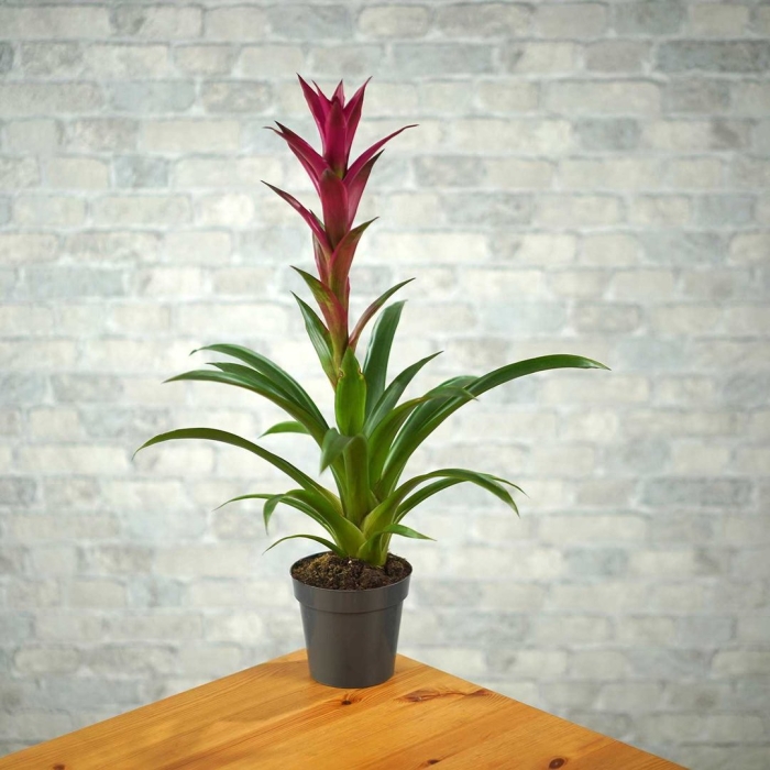 Гузмания фрея