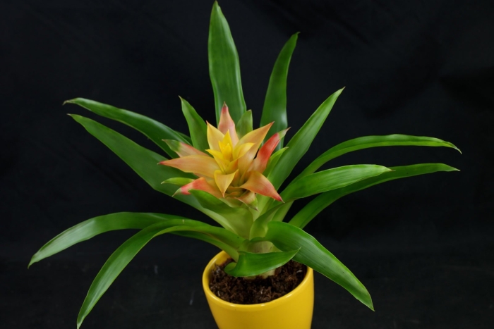 Гузмания либби