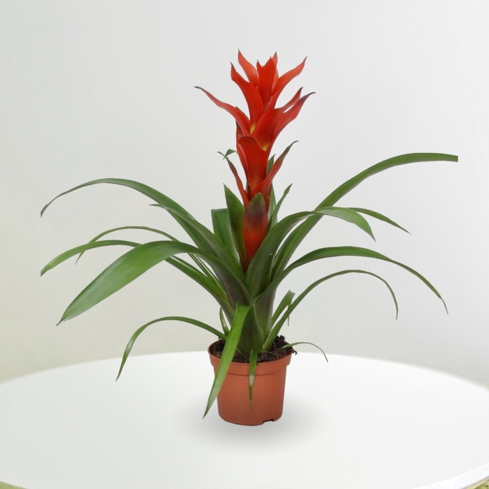 Гузмания фиеро оранж