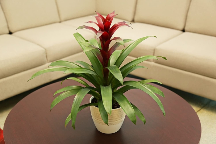 Цветок гузмания