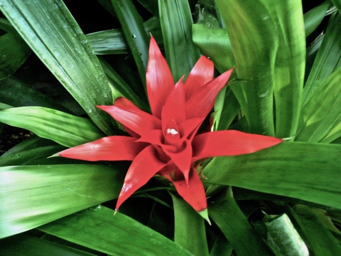 Гузмания рондо