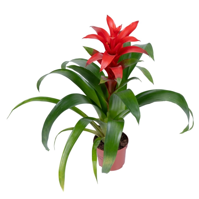 Гузмания цветок