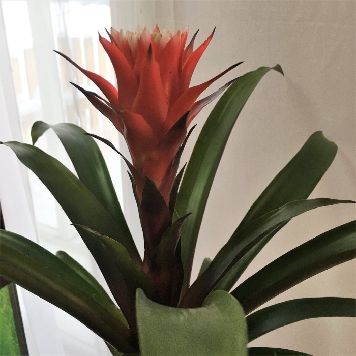 Гусмания язычковая