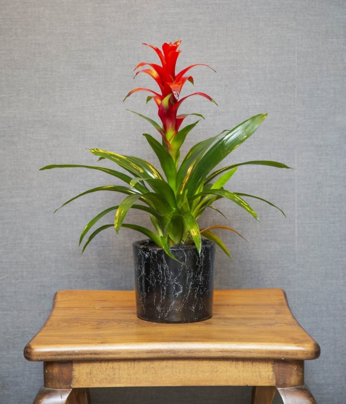 Гузмания минор