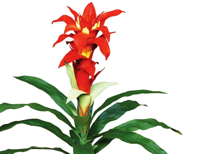 Гузмания прискилла