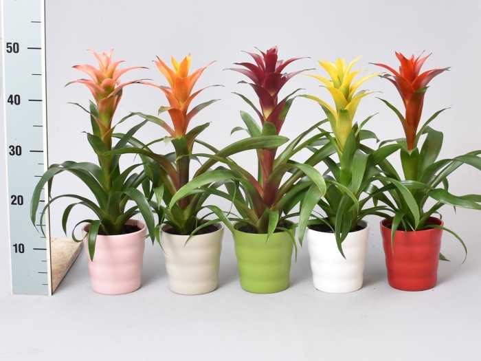 Гузмания микс цветок