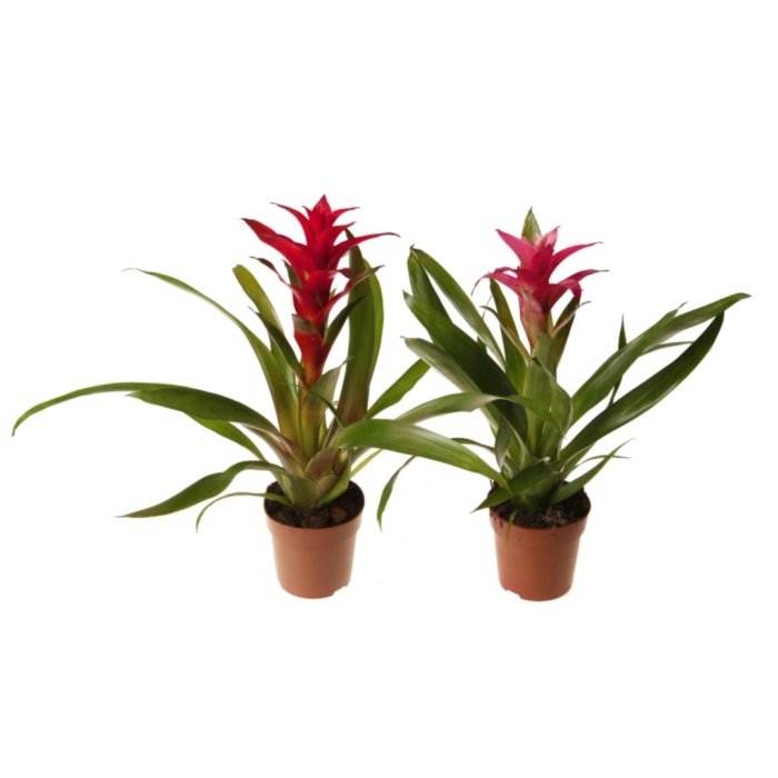 Гузмания минор микс