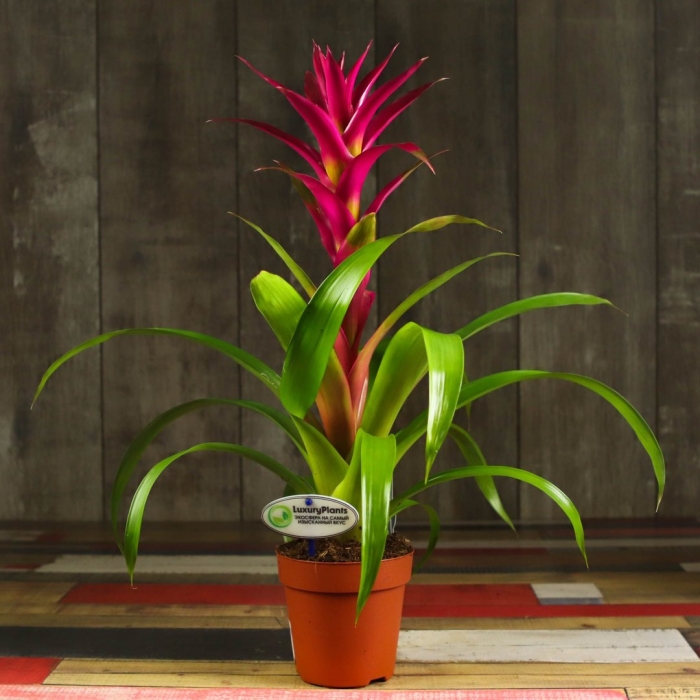 Бромелия гузмания микс