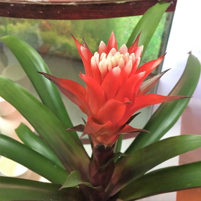 Бромелия гузмания хоуп