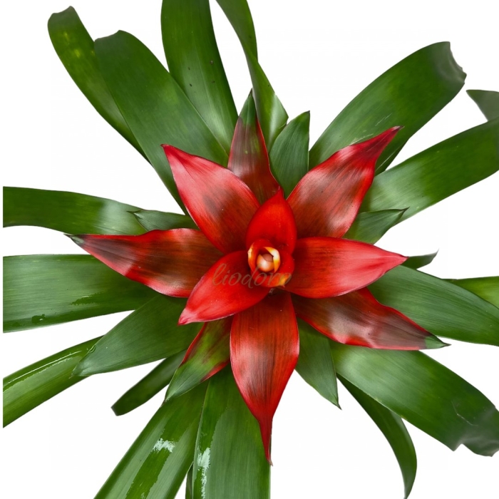 Гузмания темпо