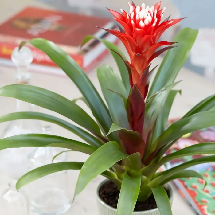 Бромелия гузмания