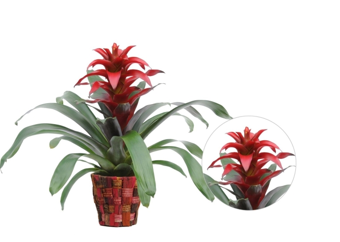 Цветок бромелия гузмания