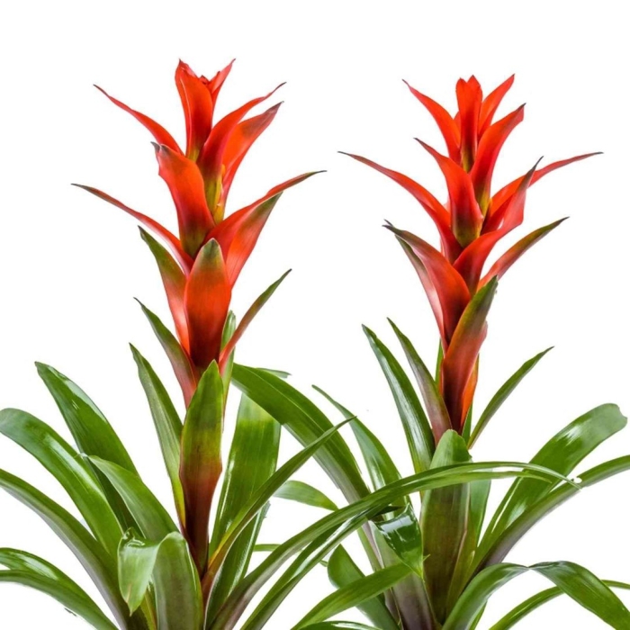 Гузмания оптима