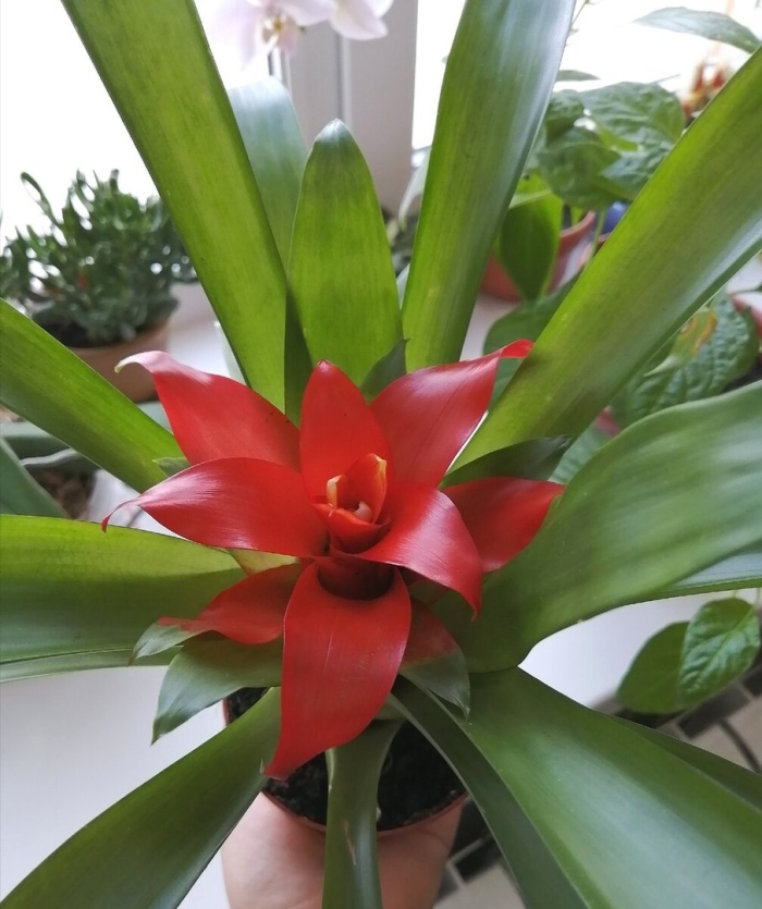 Комнатные цветы гузмания