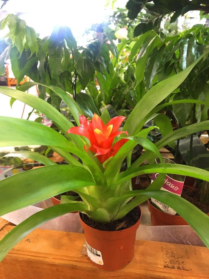 Гузмания цветок ухаживать за ним в домашних условиях