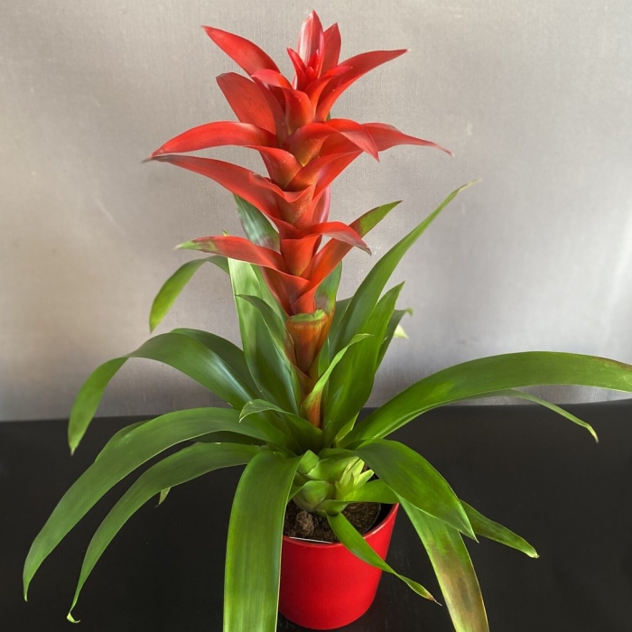 Гузмания красная