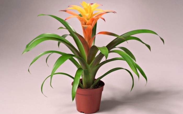 Гузмания фиеро оранж