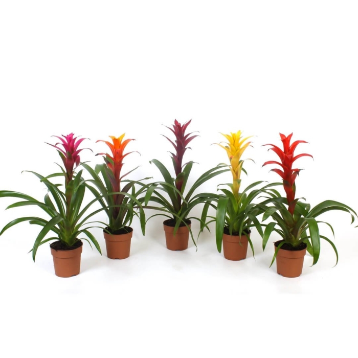 Гузмания микс цветок