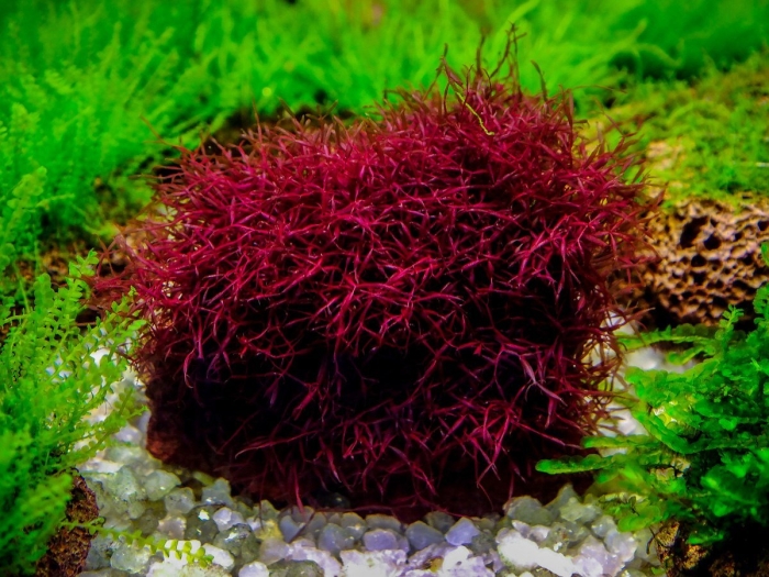 Мох калоглосса