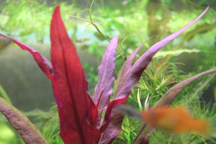 Альтернатера аквариумное растение