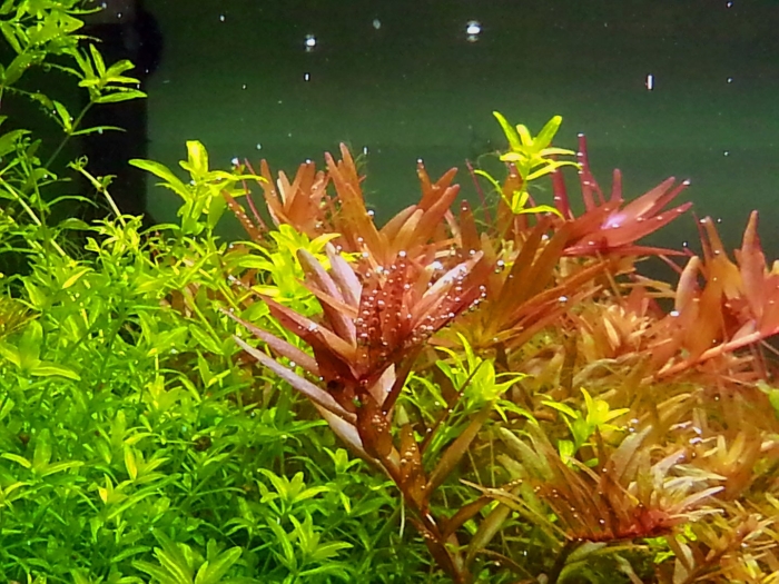 Ротала индийская круглолистная