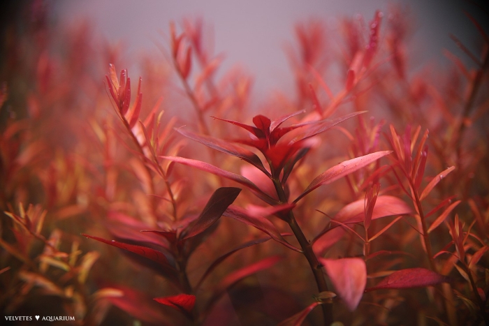 Красные аквариумные растения