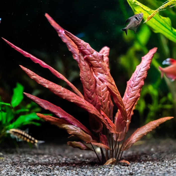 Криптокорина нури аквариумное растение