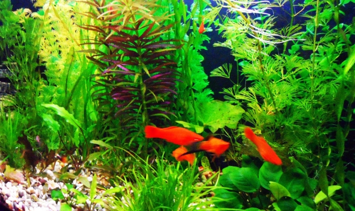 Аквариумные рыбки для начинающих