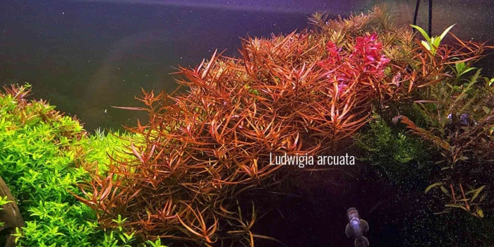 Людвигия бревипес