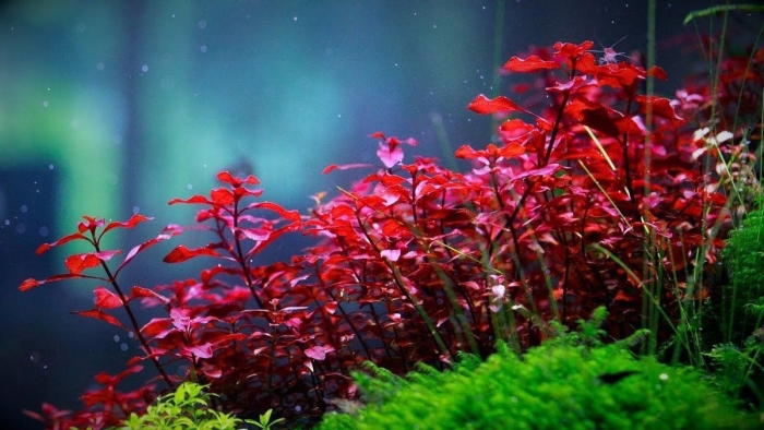 Людвигия супер ред