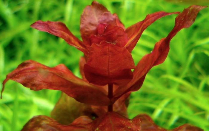 Людвигия палюстрис красная