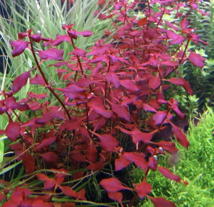 Людвигия палюстрис ред