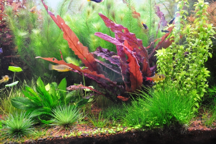 Барклайя длиннолистная красная