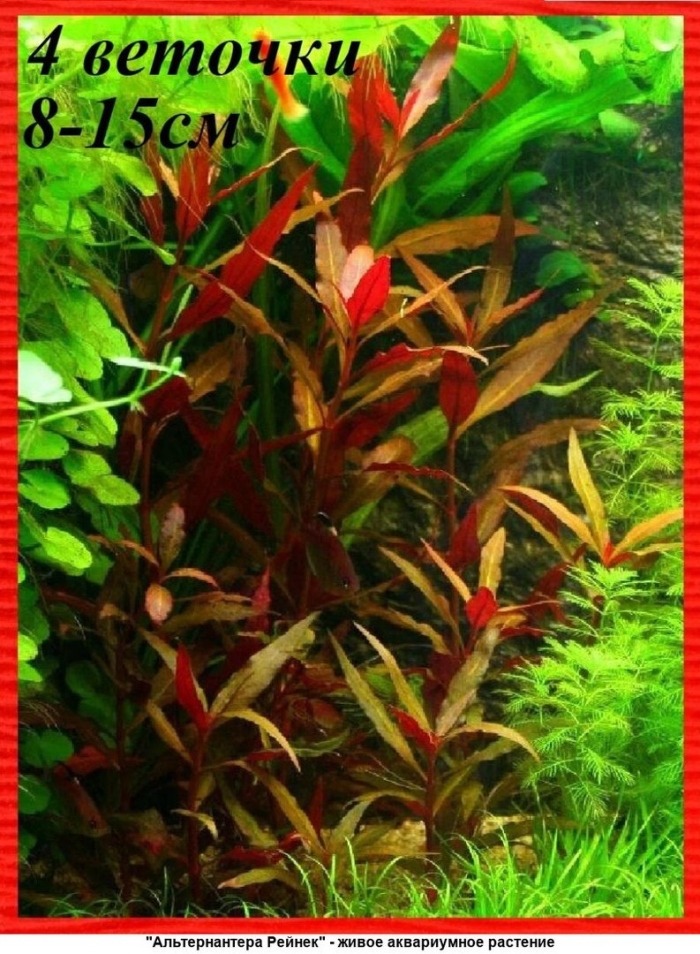 Людвигия альтернантера