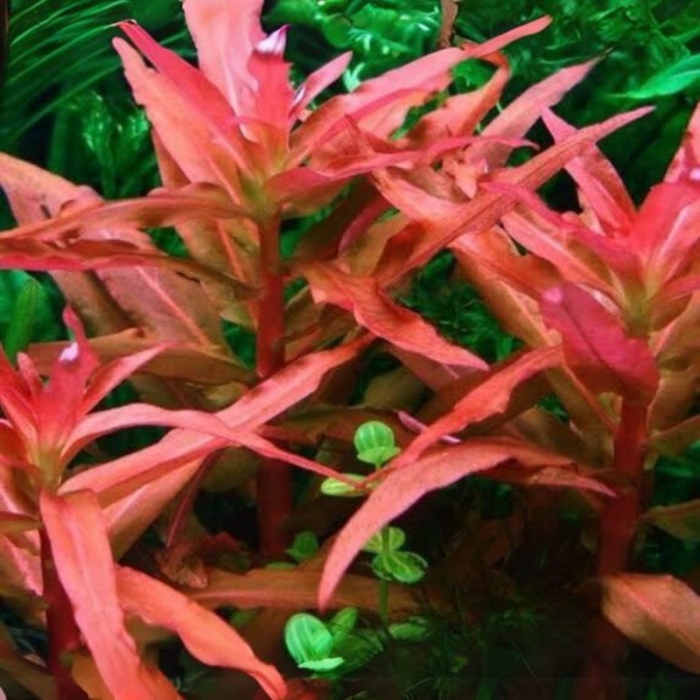 Аммания грацилис