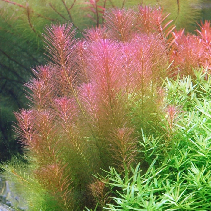 Ротала валлиха rotala wallichii
