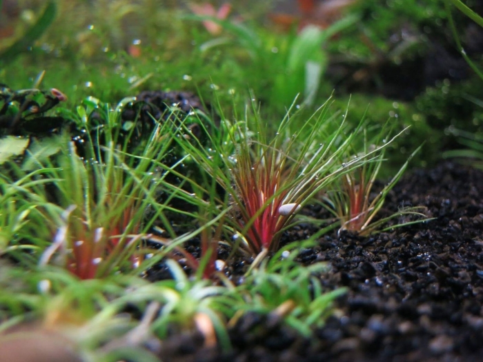 Эриокаулон вьетнам