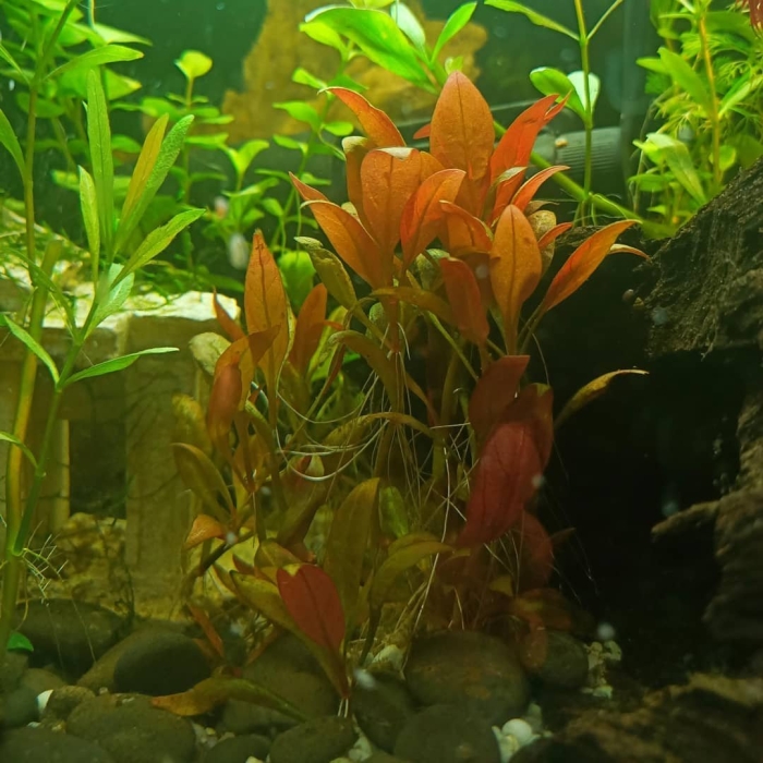 Эхинодорус красный дьявол