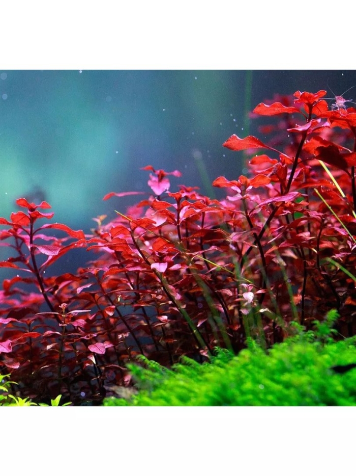 Людвигия ползучая репенс