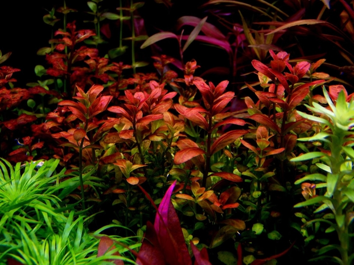 Людвигия рубин аквариумное растение