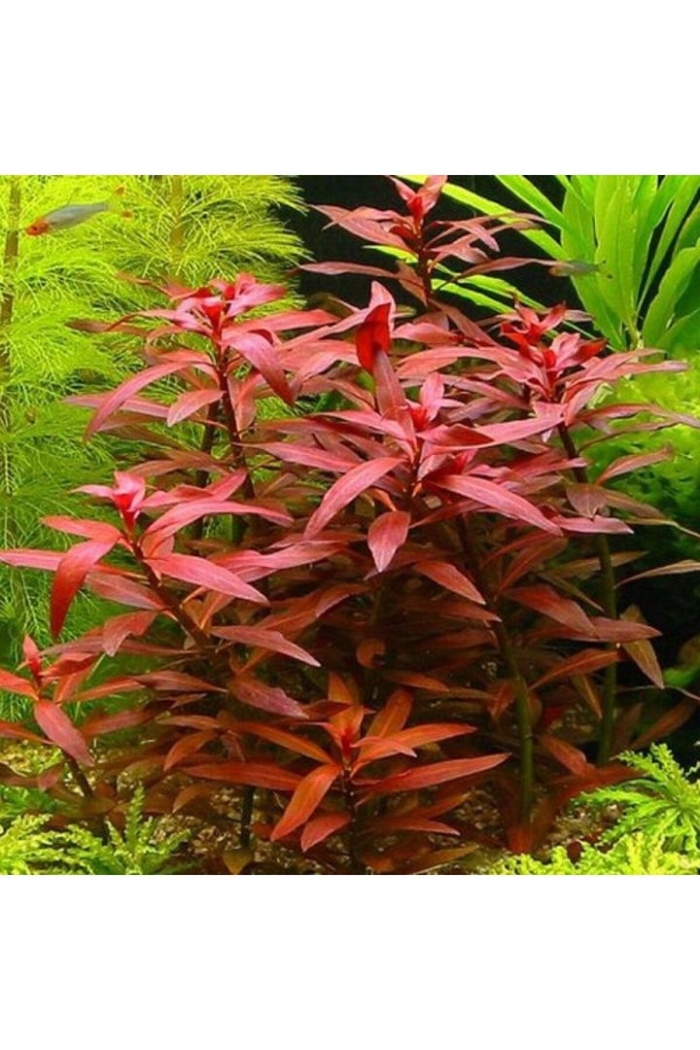 Альтернантера рейнека мини