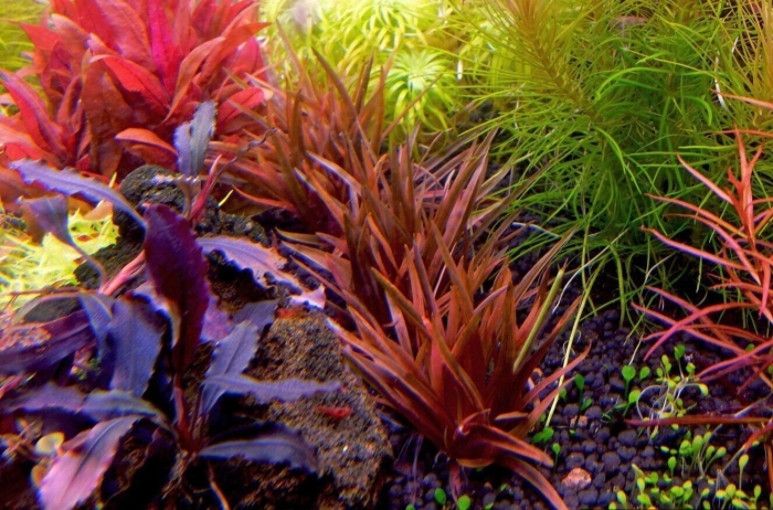 Альтернантера рейнека