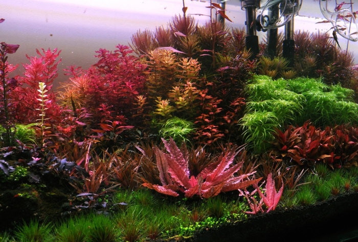 Растение аквариумное