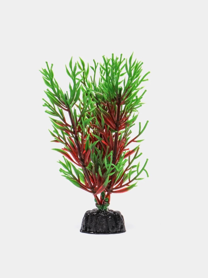 Перистолистник красный аквариумное растение