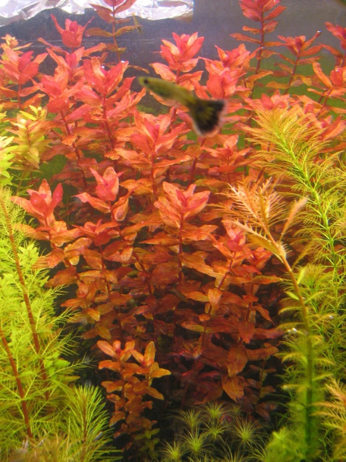 Ротала круглолистная аквариумное растение