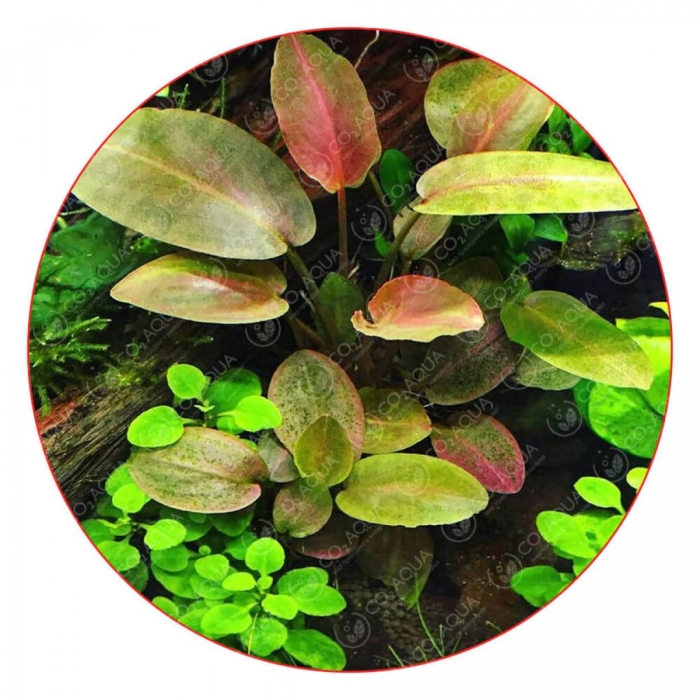 Лагенандра меебольда