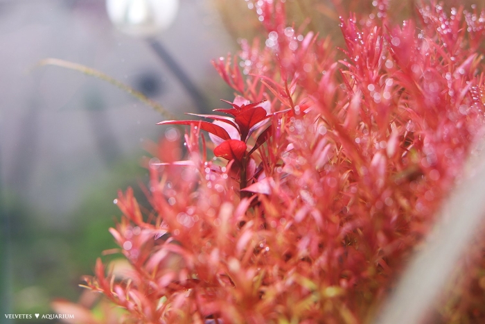 Ротала макрандра красная