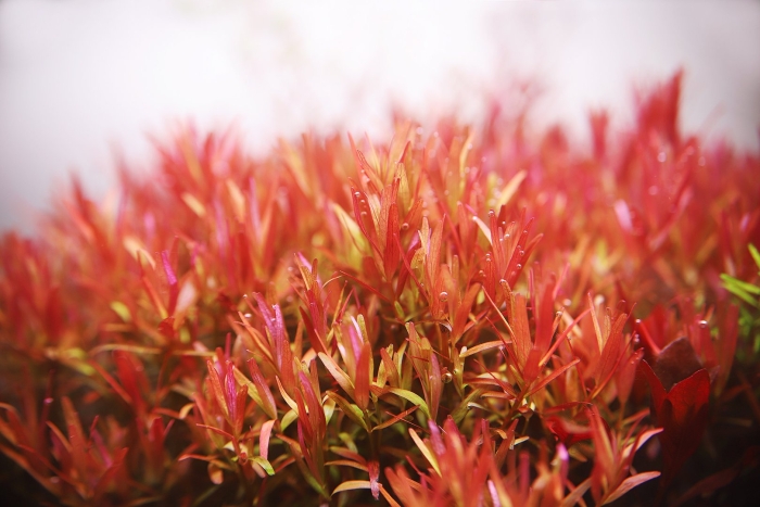 Людвигия рубин